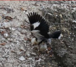 Gambar 1. Jalak Putih Tunggir Abu