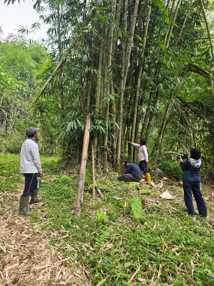 Pemantauan rumpun bambu